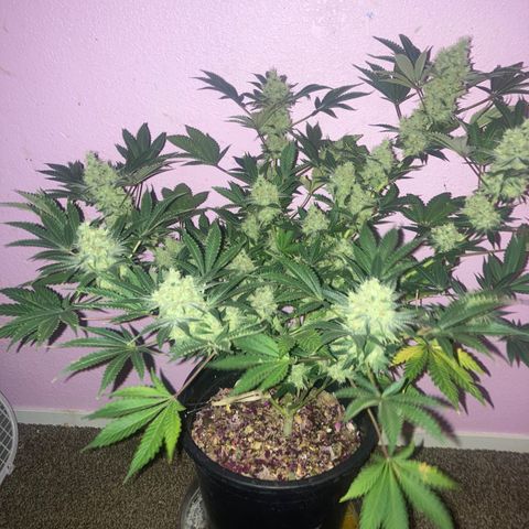 OG Kush growlog timeline photo