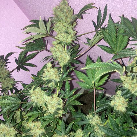 OG Kush growlog timeline photo