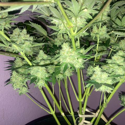 OG Kush growlog timeline photo