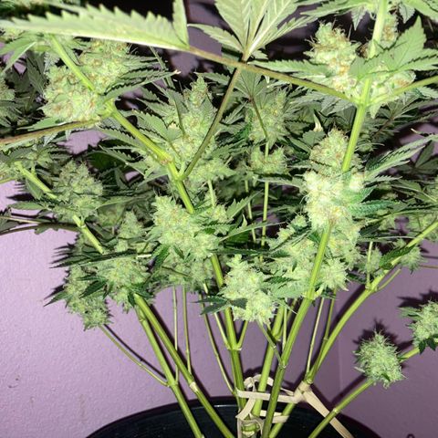 OG Kush growlog timeline photo