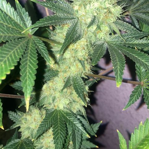 OG Kush growlog timeline photo