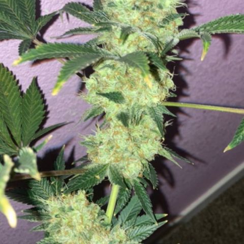 OG Kush growlog timeline photo