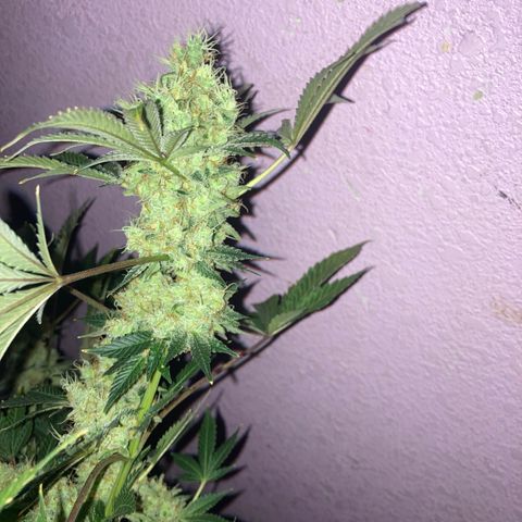 OG Kush growlog timeline photo