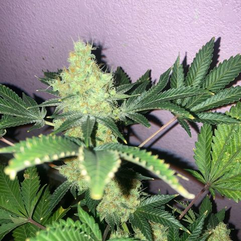 OG Kush growlog timeline photo