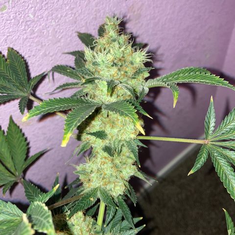OG Kush growlog timeline photo