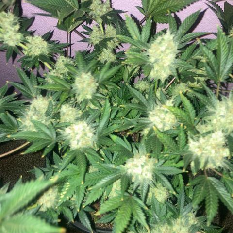OG Kush growlog timeline photo