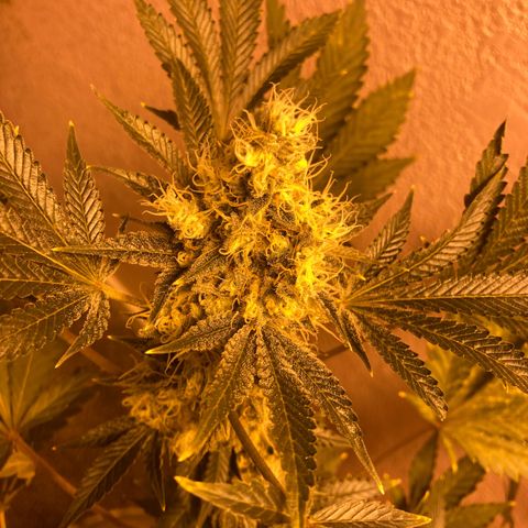 OG Kush growlog timeline photo