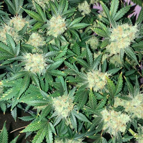 OG Kush growlog timeline photo