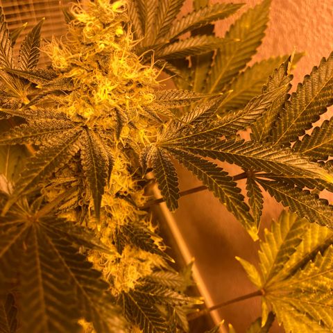 OG Kush growlog timeline photo
