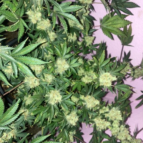 OG Kush growlog timeline photo