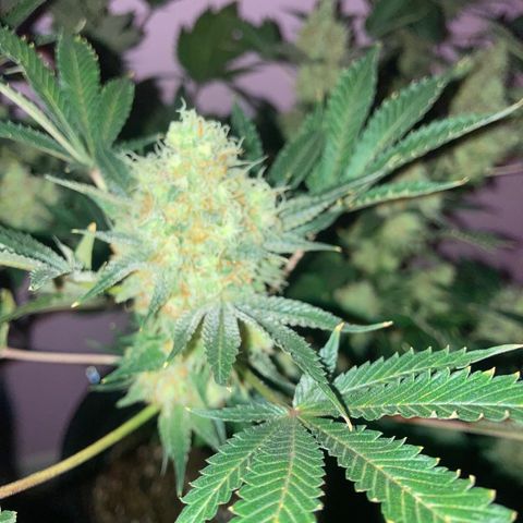 OG Kush growlog timeline photo