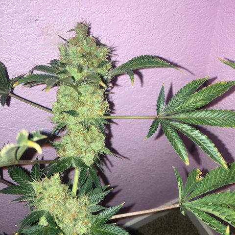 OG Kush growlog timeline photo