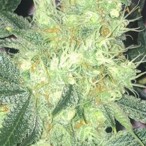 OG Kush growlog timeline photo