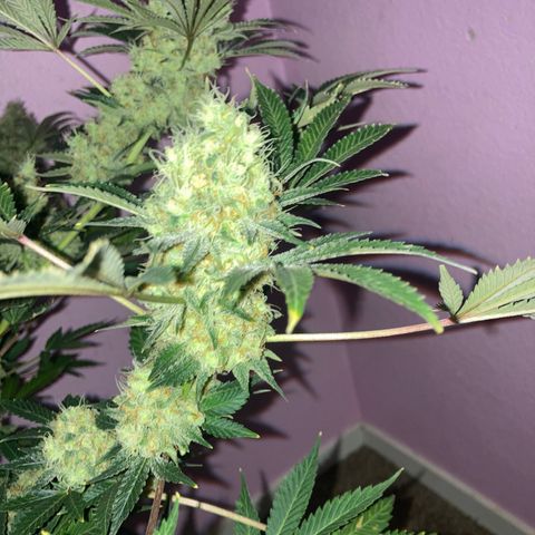 OG Kush growlog timeline photo
