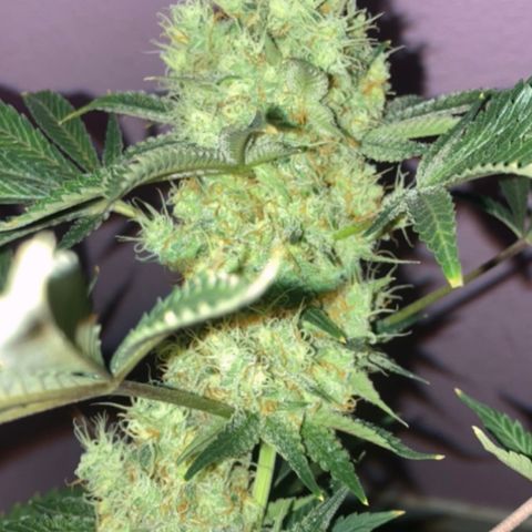 OG Kush growlog timeline photo
