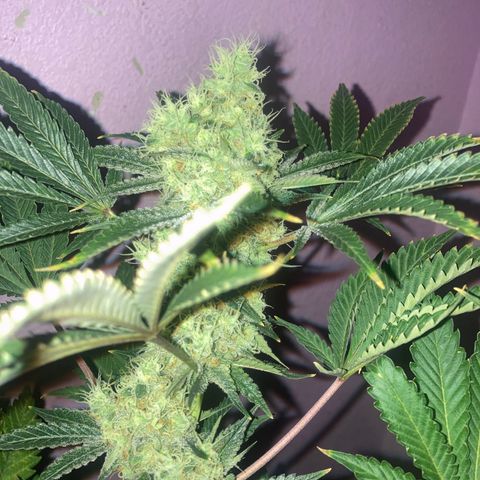 OG Kush growlog timeline photo