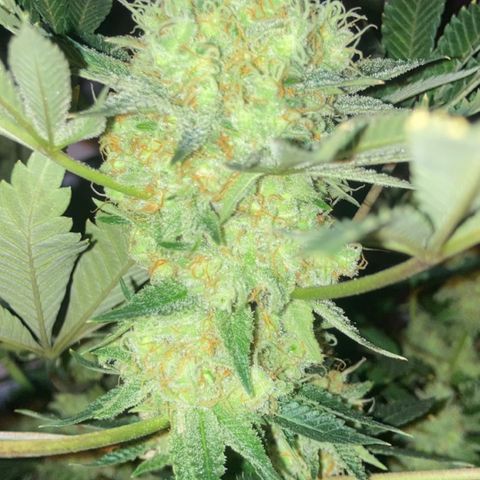 OG Kush growlog timeline photo