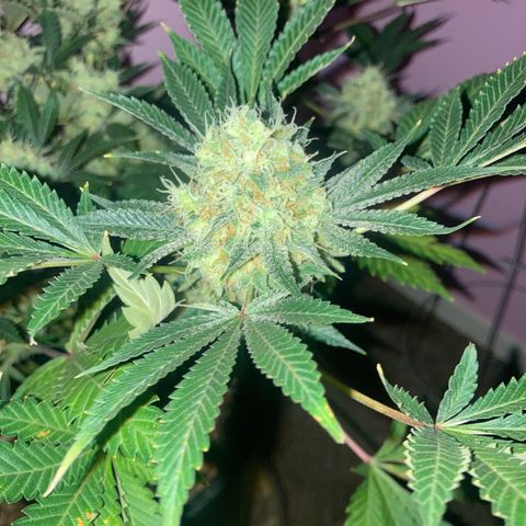 OG Kush growlog timeline photo