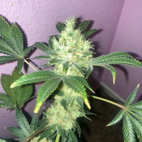 OG Kush growlog timeline photo