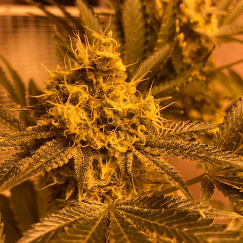 OG Kush growlog timeline photo