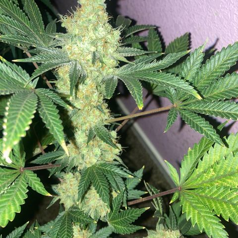 OG Kush growlog timeline photo