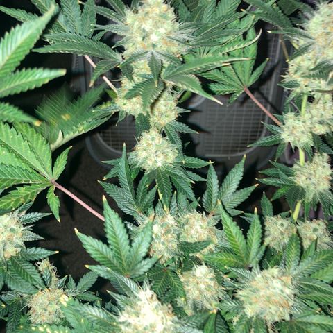 OG Kush growlog timeline photo