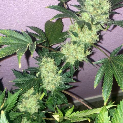 OG Kush growlog timeline photo
