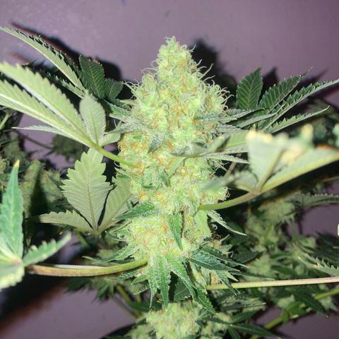 OG Kush growlog timeline photo