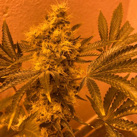 OG Kush growlog timeline photo