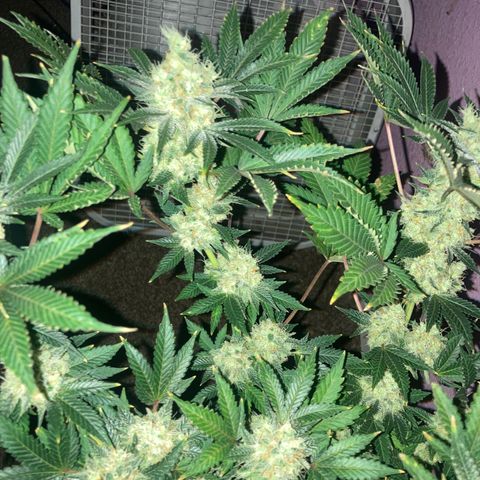 OG Kush growlog timeline photo