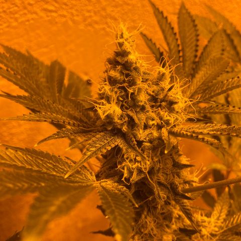 OG Kush growlog timeline photo