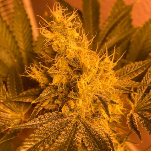 OG Kush growlog timeline photo