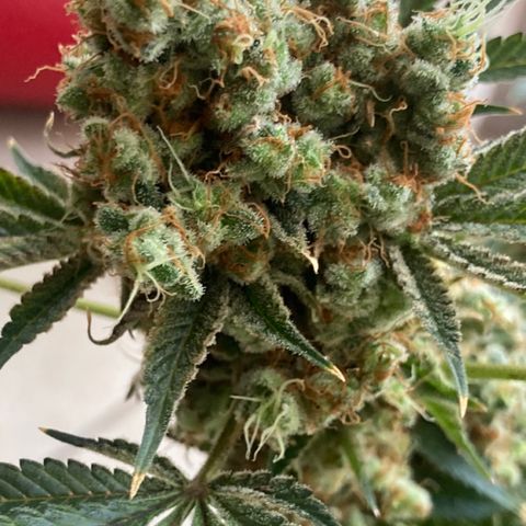 OG Kush growlog timeline photo