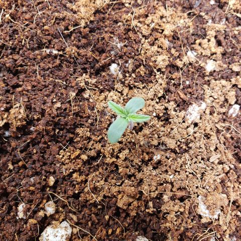 Fast Buds Pineapple Express Plant 2 growlog timeline photo