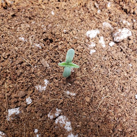 Fast Buds Pineapple Express Plant 1 growlog timeline photo