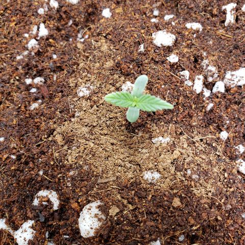 Fast Buds Pineapple Express Plant 1 growlog timeline photo