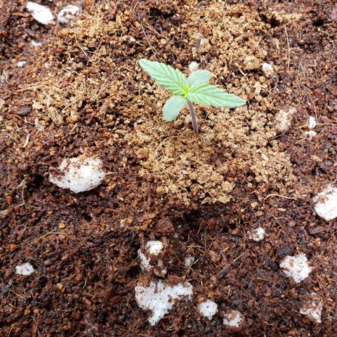 Fast Buds Pineapple Express Plant 2 growlog timeline photo