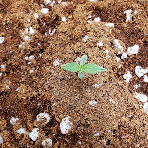 Fast Buds Pineapple Express Plant 1 growlog timeline photo