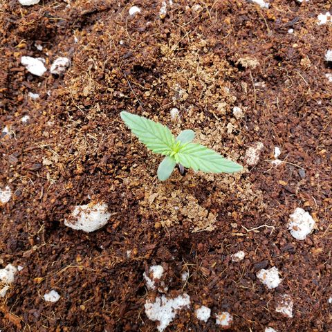 Fast Buds Pineapple Express Plant 2 growlog timeline photo