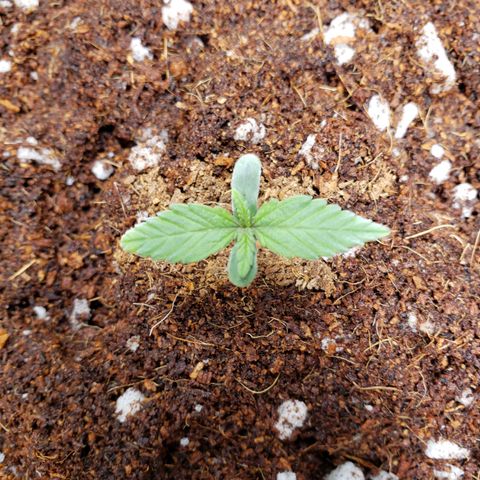 Fast Buds Pineapple Express Plant 1 growlog timeline photo