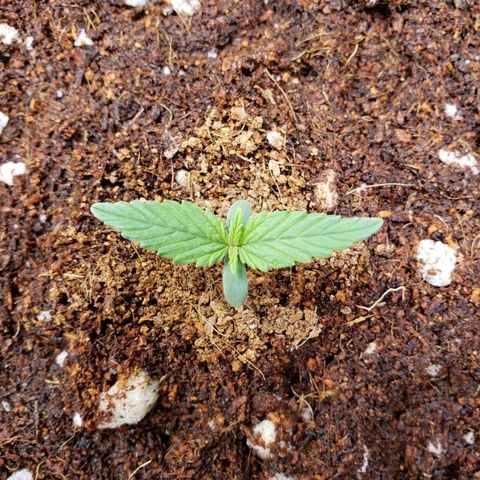 Fast Buds Pineapple Express Plant 2 growlog timeline photo