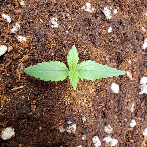 Fast Buds Pineapple Express Plant 1 growlog timeline photo