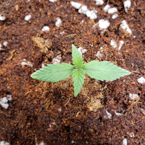 Fast Buds Pineapple Express Plant 2 growlog timeline photo