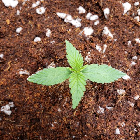 Fast Buds Pineapple Express Plant 1 growlog timeline photo