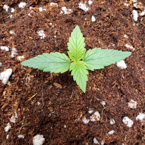 Fast Buds Pineapple Express Plant 2 growlog timeline photo