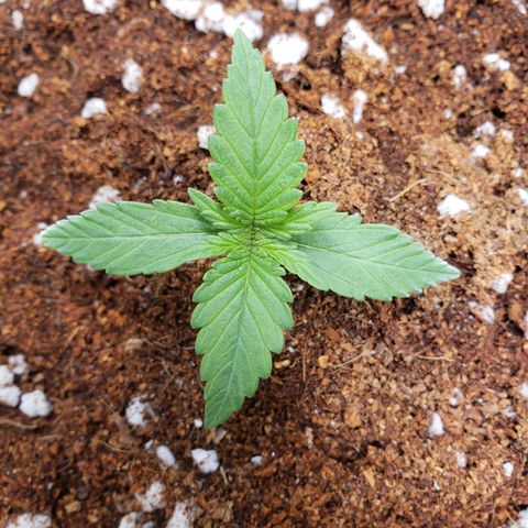 Fast Buds Pineapple Express Plant 1 growlog timeline photo