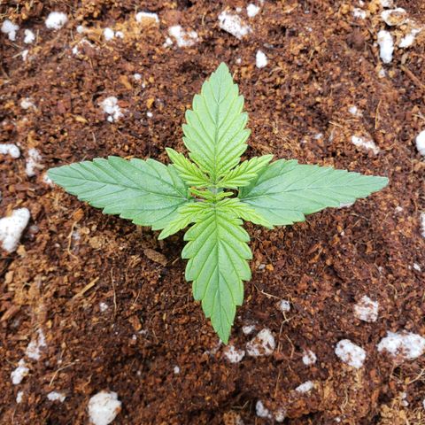 Fast Buds Pineapple Express Plant 2 growlog timeline photo