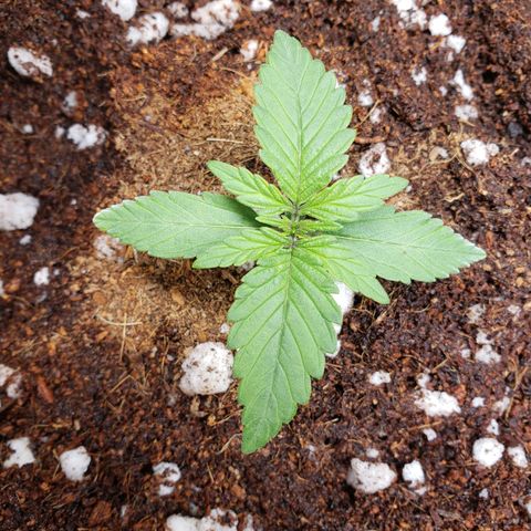Fast Buds Pineapple Express Plant 1 growlog timeline photo