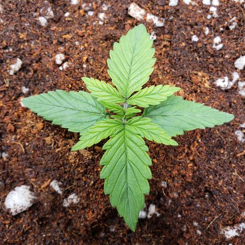 Fast Buds Pineapple Express Plant 2 growlog timeline photo