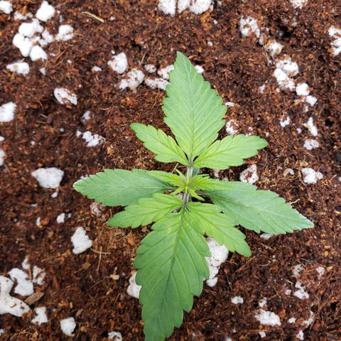 Fast Buds Pineapple Express Plant 1 growlog timeline photo